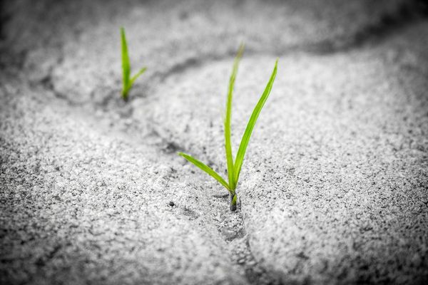 Resilience: Your Leverage to Grow Through Life's Challenges